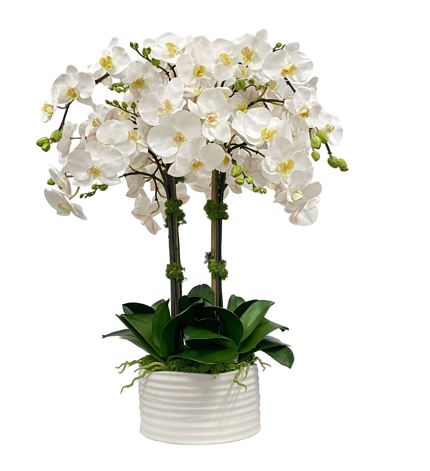 Orchid in Urban Coil Planter