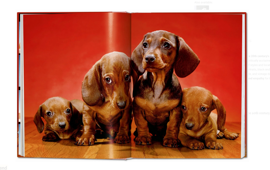 Walter Chandoha. Dogs. Photographs 1941–1991