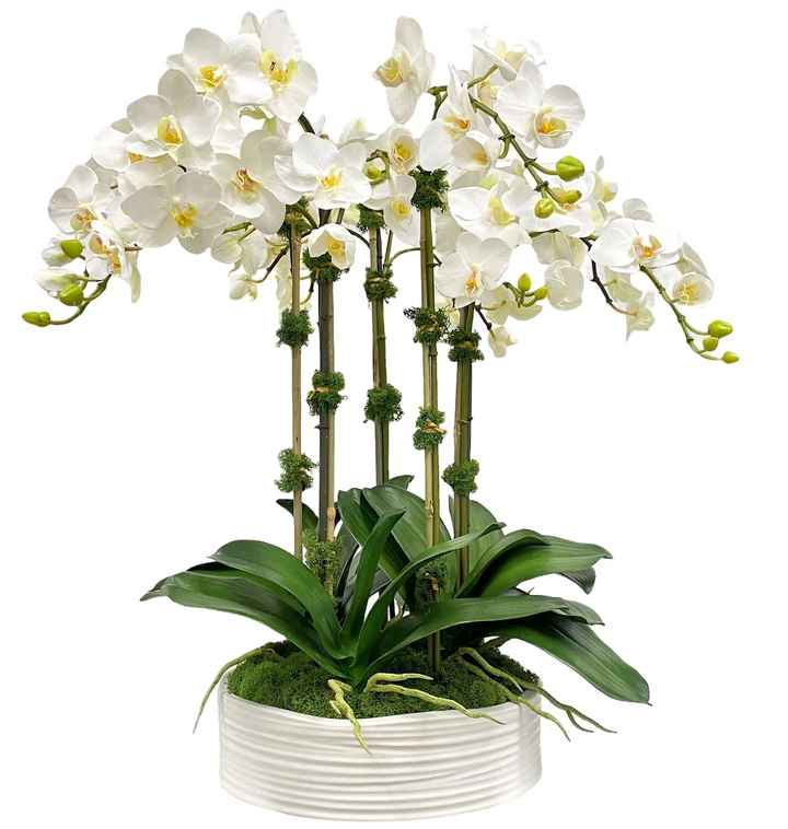 Orchid in Urban Coil Planter