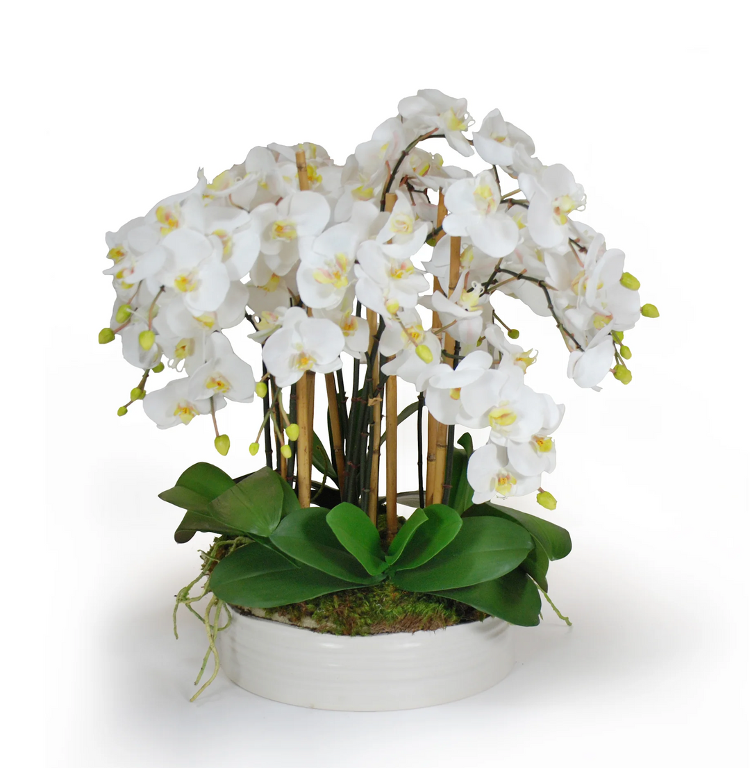 Orchid in Urban Coil Planter