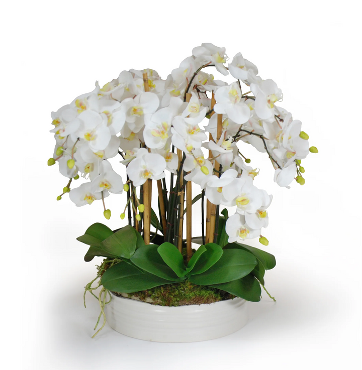 Orchid in Urban Coil Planter