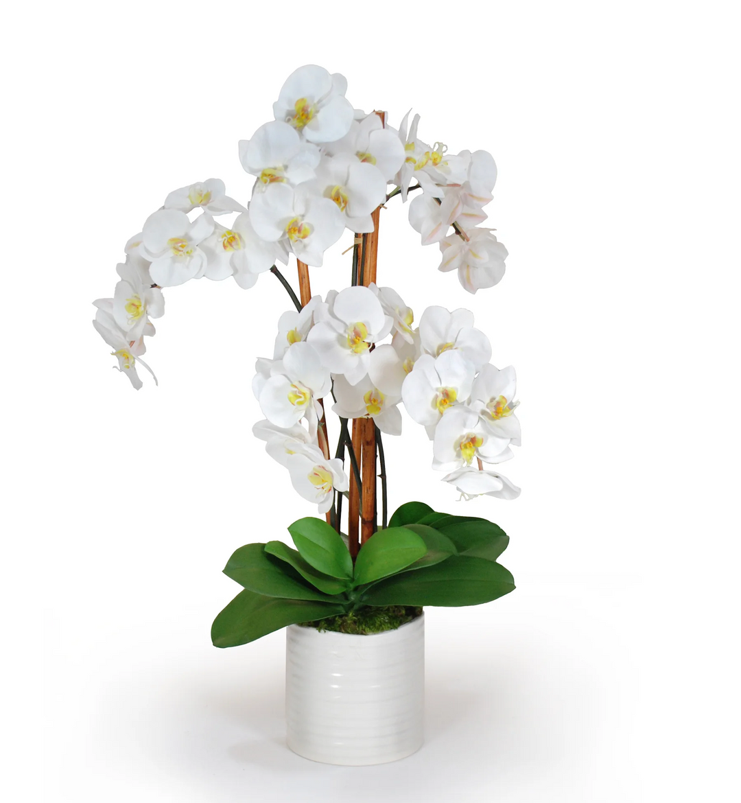 Orchid in Urban Coil Planter